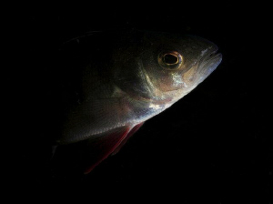 Perch -/macro 60mm USM with two ikelite flash/ by Veronika Matějková 